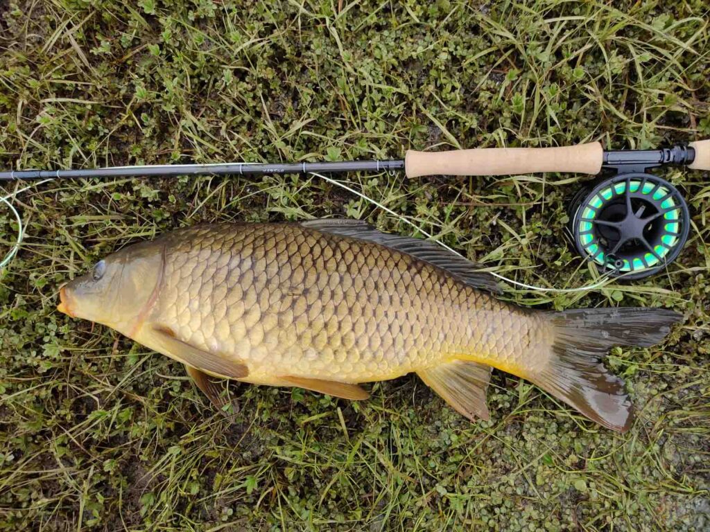 Carpa común pescada a mosca
